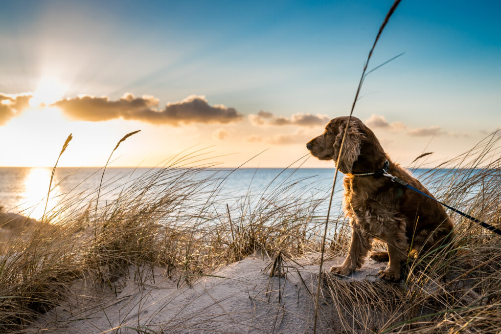 Ein Hund an der Leine, sitzend im Sand auf den Dünen der Küste mit Blick in die ferne wo die Sonne am Horizont Untergeht und im Meer reflektiert.