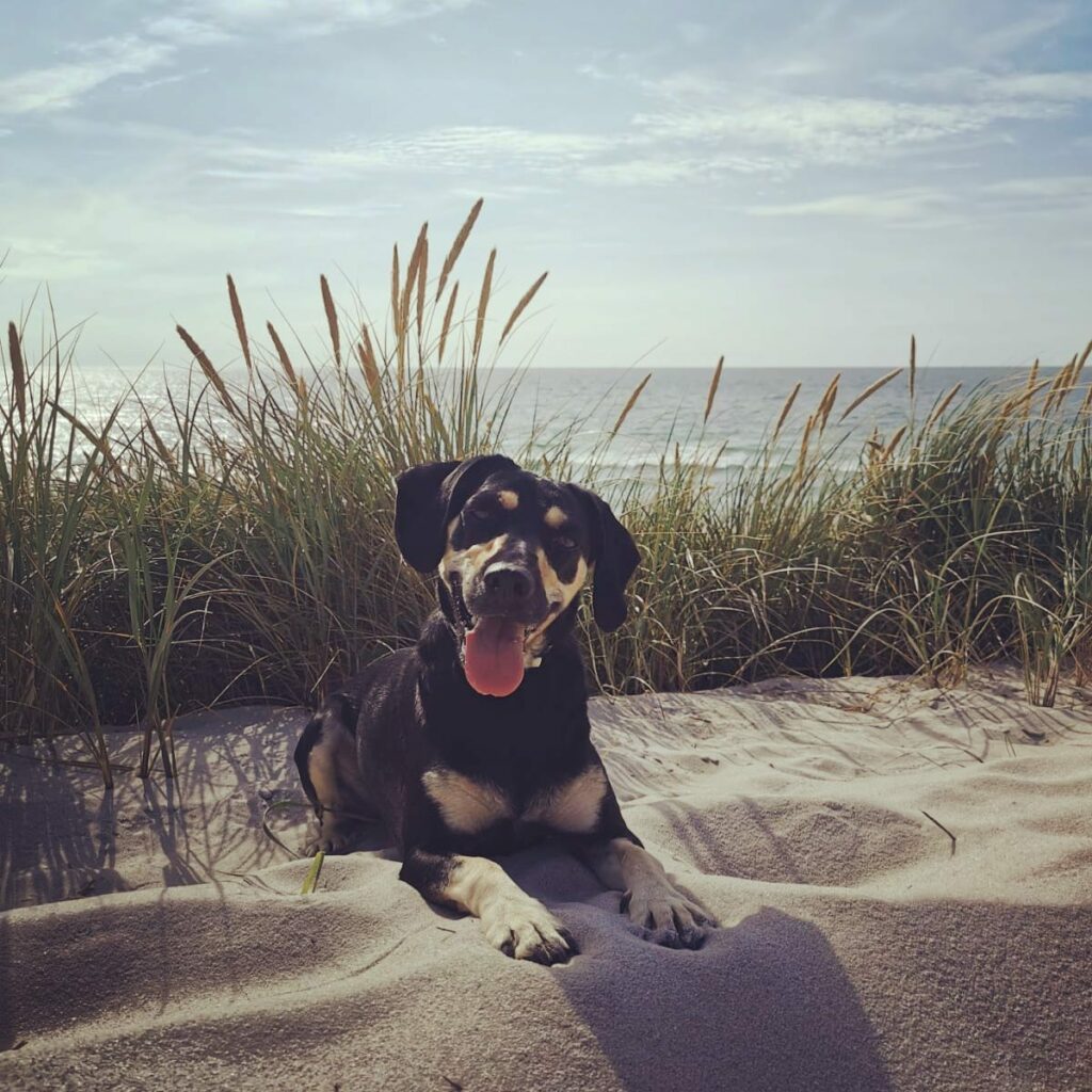 Ein Hund hächelnd und liegend im Sand der Dünenlandschaft auf Sylt. im Hintergrund erkennt man das Meer und die Sonne die um die Ecke kommt.