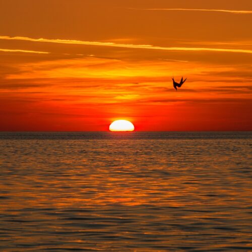Sonnenuntergang auf Sylt mit einem Vogel.