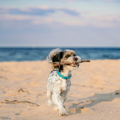 Ein kleiner Hund mit einem Stock im Maul und einem türkisen Halsband läuft den Strand entlang Richtung Kamera. Im Hintergrund erkennt man das blaue mehr und den bewölkten aber blauen Himmel.