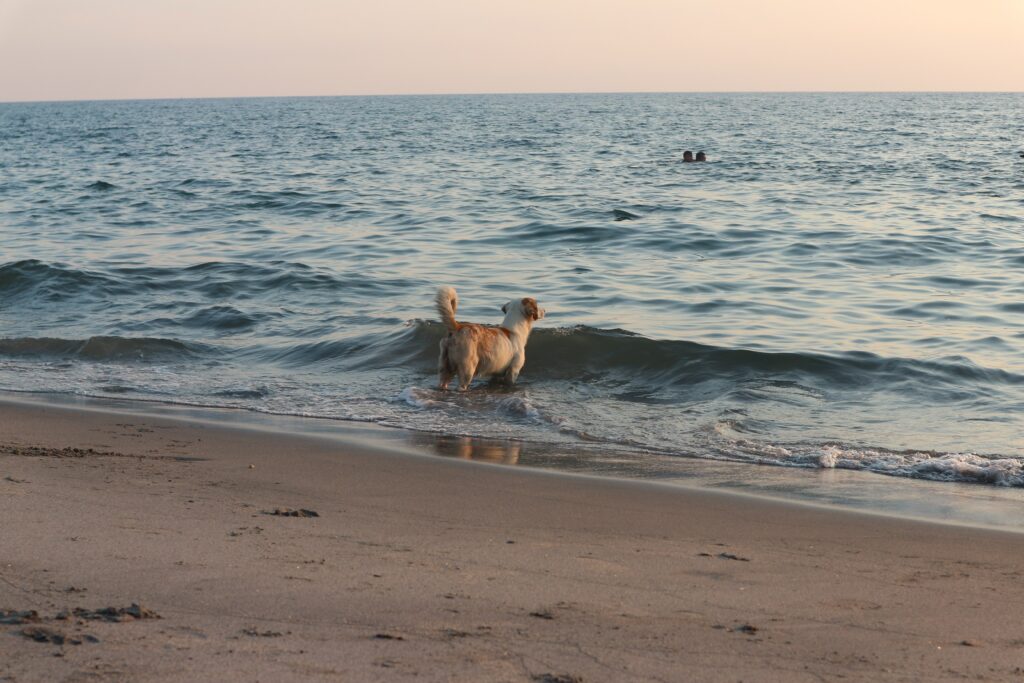 ein Hund der mit seinen Pfoten im Meer steht und in Richtung Sonnenuntergang schaut. Weiter hinten sieht man zwei Menschen die im Wasser schwimmen. Das Meer ist Ruhig und der Himmel klar.