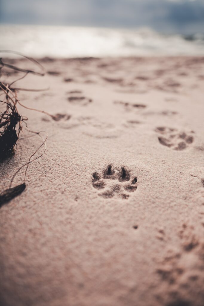 Pfotenabdrücke von einem Hund im Sand. Nahaufnahme