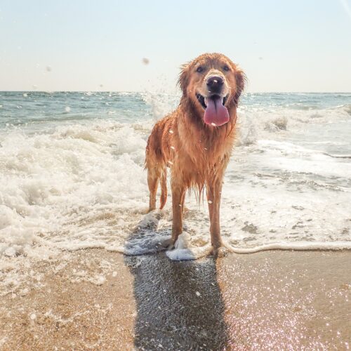 Ein Hund am Strand. Hinter ihm die Gischt von dem Meer. Der Hund ist komplett Nass und am hächeln. Der Himmel ist blau und man erkennt, das es Sommer ist.