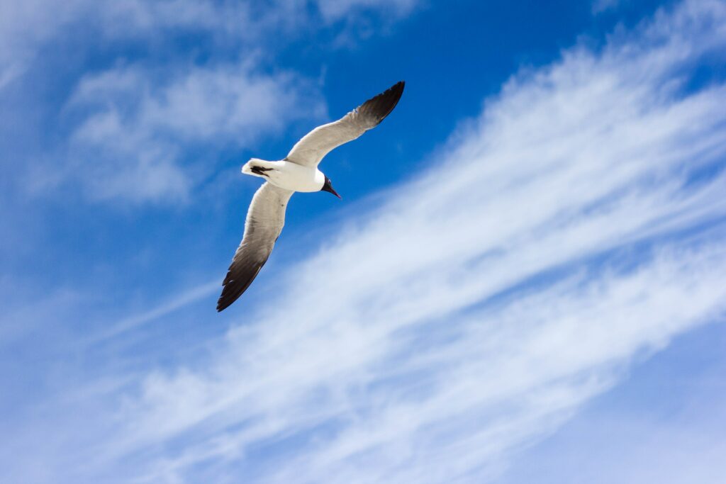 Eine Möwe von unten fotografiert, wie sie von links nach rechts fliegt.