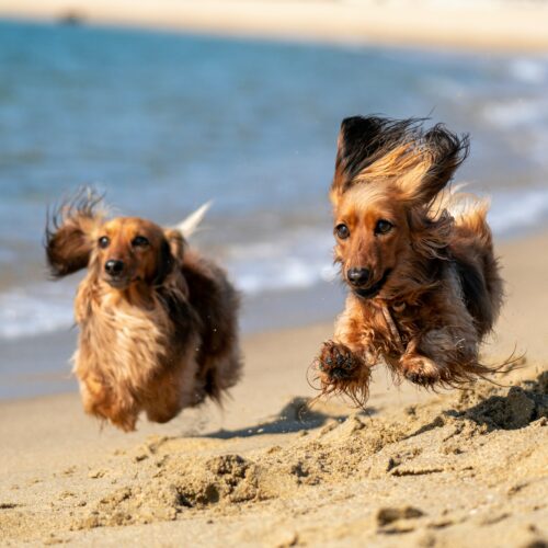 Zwei kleine braune Hunde die den Sandstrand entlang sprinten.