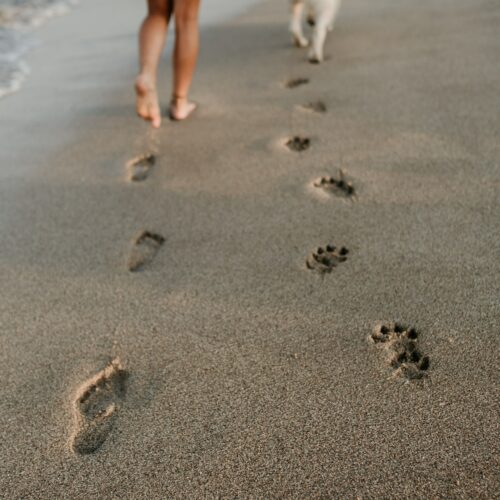 Eine Frau geht mit Ihrem Hund Gassi am Strand und hinterlässt ihre Fußabdrücke und die Pfotenabdrücke vom Hund.