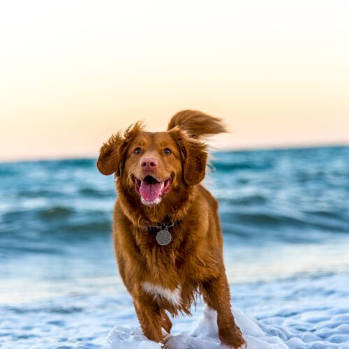 Ein brauner großer Hund sprinten am Strand zwischen Wellen und Sand entlang.