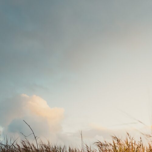 im Vordergrund erkennt man das Gras der sylter Dünen und im Hintergrund einen Türkis-blauen Himmel.