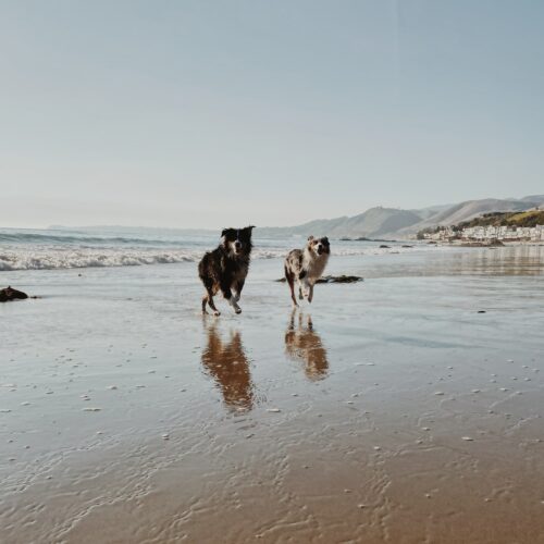 Urlaub mit Hund auf Sylt. Zwei Hunde am Strand auf Sylt, im Hintergrund sieht man die Dünen, blauen Himmel und das Meer.
