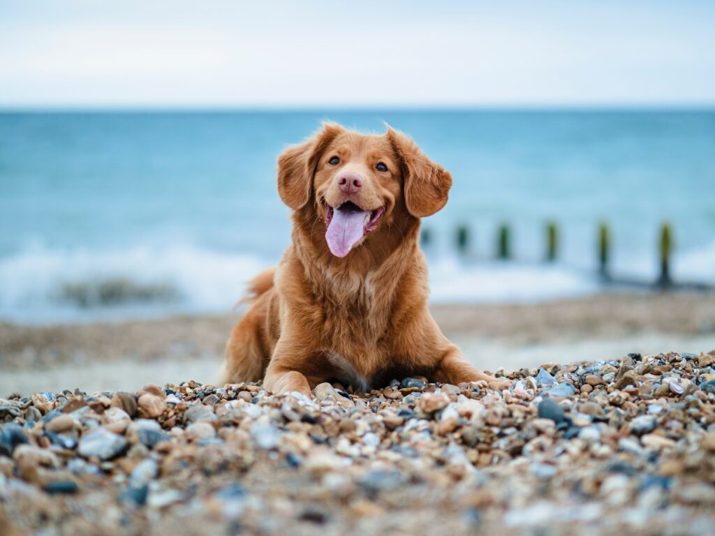 Urlaub mit Hund auf Sylt. Ein brauner Hund liegt am Steinstrand mit offener Schnauze. Er guckt in Richtung Kamera.