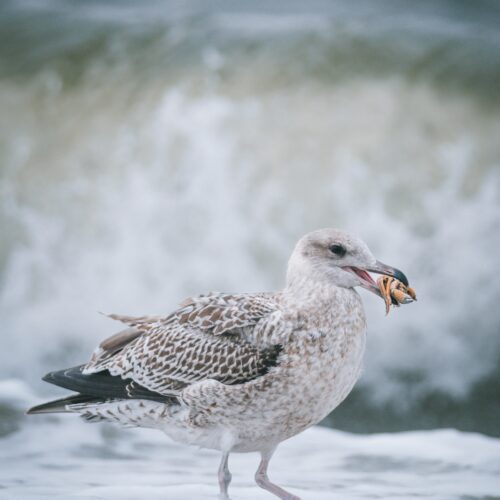 Vogel