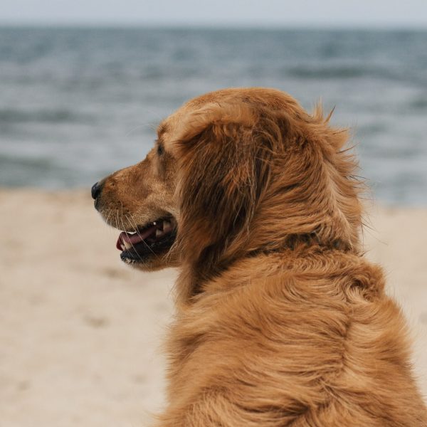 Hund am Strand