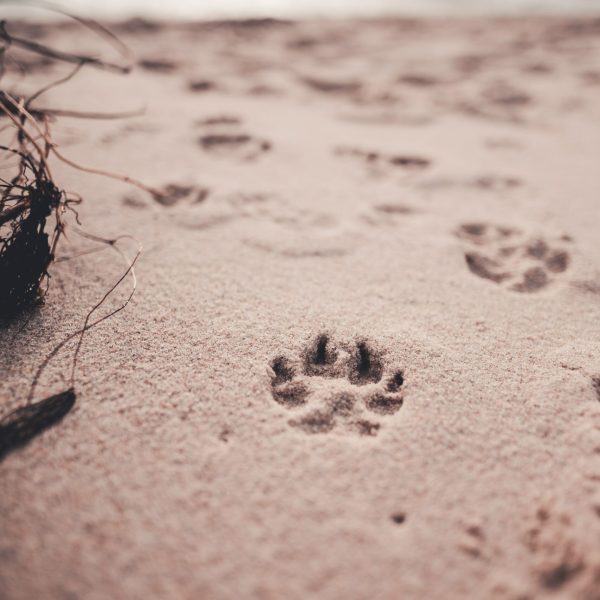 Pfotenabdrücke von einem Hund im Sand. Nahaufnahme