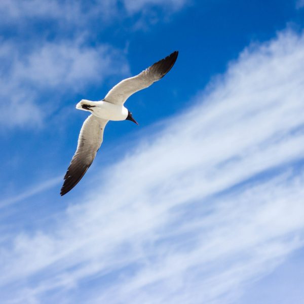 Eine Möwe von unten fotografiert, wie sie von links nach rechts fliegt.